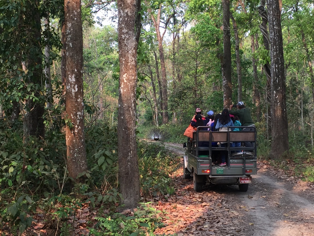 chitwan